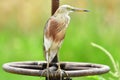 Javan pond heron, Ardeola speciosa