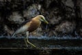 Javan pond heron , Close up