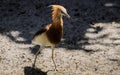 Javan Pond Heron Side View on Sunny Day Royalty Free Stock Photo