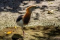 Javan Pond-Heron Side View in Pond on Sunny Day Royalty Free Stock Photo