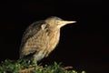 Javan pond-heron