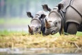 javan rhino calf hiding behind mother