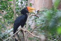 Javan rhinoceros hornbill Royalty Free Stock Photo