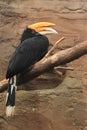 Javan rhinoceros hornbill Royalty Free Stock Photo