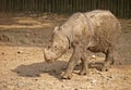 Javan Rhinoceros (Rhinoceros sondaicus) Royalty Free Stock Photo