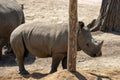 The Javan rhinoceros (Rhinoceros sondaicus) Royalty Free Stock Photo