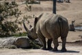 The Javan rhinoceros (Rhinoceros sondaicus) Royalty Free Stock Photo