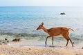 Javan Rusa deer on sea beach