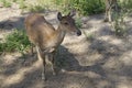 The Javan rusa or Sunda sambar Rusa timorensis is a deer species that is endemic to the islands of Java, Bali and Timor