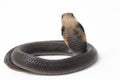 The Javan spitting cobra Naja sputatrix also called the southern Indonesian cobra, or Indonesian cobra.