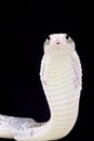 Javan spitting cobra (Naja sputatrix)