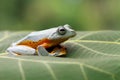 Javan tree frog front view on branch, javan tree frog Royalty Free Stock Photo