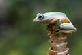 Javan tree frog front view on branch, javan tree frog Royalty Free Stock Photo