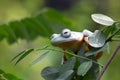 Javan tree frog front view on branch, javan tree frog Royalty Free Stock Photo