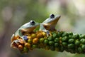 Javan tree frog front view on branch, javan tree frog Royalty Free Stock Photo