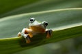 Javan tree frog front view on branch, javan tree frog Royalty Free Stock Photo