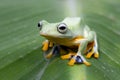 Javan tree frog front view on branch, javan tree frog Royalty Free Stock Photo