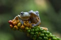 Javan tree frog front view on branch, javan tree frog