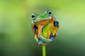 Javan tree frog ready to jump