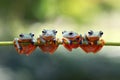 Javan tree frog sitting on branch Royalty Free Stock Photo