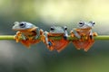 Javan tree frog sitting on branch Royalty Free Stock Photo