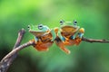 Javan tree frog sitting on branch