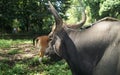 javanese bull in the zoo