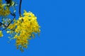 Javanese Cassia, yellow flower and blue sky background