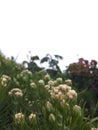 Javanese Edelweis flower