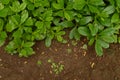 javanese gingseng growing in the garden