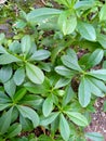 Javanese gingseng leaves