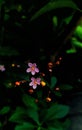 Javanese ginseng flower looks beautiful