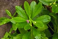 Javanese Ginseng, Talinum paniculatum Gaertn, is cultivated as a popular medicinal herb in many countries