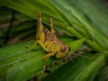 JAVANESE GRASSHOPPER