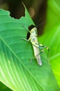 A Javanese grasshopper is feeding on a green leaf