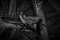 Javanese grasshopper on pure black background