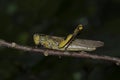 Javanese Grasshopper Valanga nigricornis