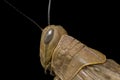 Javanese Grasshopper Valanga nigricornis isolated on black