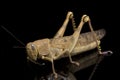 Javanese Grasshopper Valanga nigricornis isolated on black