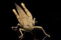 Javanese Grasshopper Valanga nigricornis isolated on black