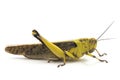 Javanese Grasshopper Valanga nigricornis  isolated Royalty Free Stock Photo