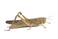 Javanese Grasshopper Valanga nigricornis isolated on white