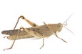 Javanese Grasshopper Valanga nigricornis isolated on white