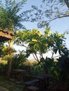 Javanese house with Balinese nuance in the middle of rice fields