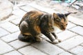 striped Javanese cat