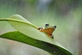 Javanese tree frog on green leaf, flying frog sitting on green leaf, beautiful tree frog on green leaf, rachophorus reinwardtii