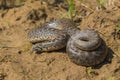 The javelin sand boa - Eryx jaculus turcicus Royalty Free Stock Photo