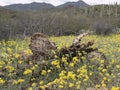 Javelina ate the prickly pear