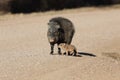 Javelina in Bosque del Apache National Wildlife Refuge, New Mexico Royalty Free Stock Photo