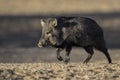 Javelina in the U.S. Southwest